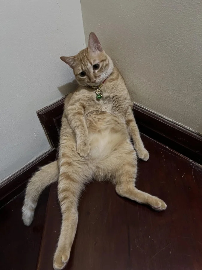 Очаровательные животные, которые моментально поднимут настроение настроение, Животные, 10Держу, точно, картина, 13Когда, 12Недотрога, защитой, 11Под, равновесие, разлетелись, характер, 9Брови, работать, 8Хозяин, улитки, 7Забавные, начало, 6Наташа, передаёт