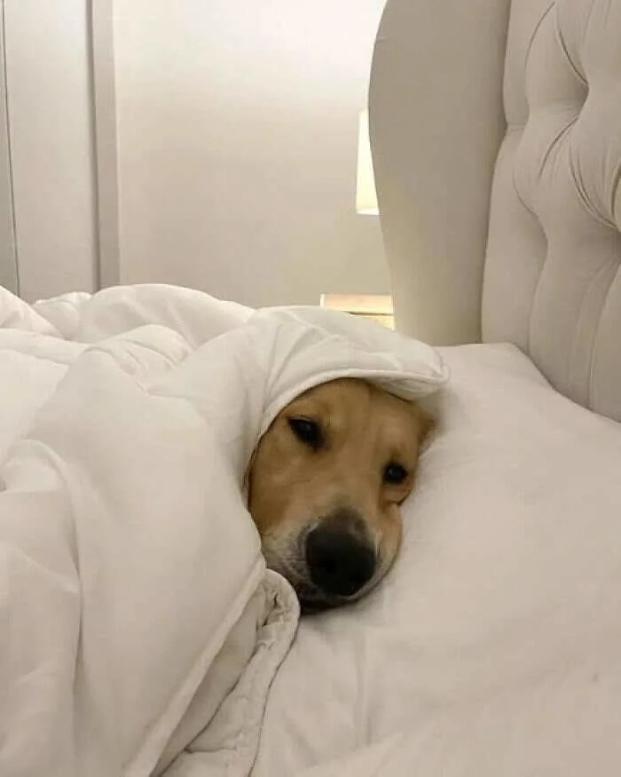 Очаровательные животные, которые моментально поднимут настроение настроение, Животные, 10Держу, точно, картина, 13Когда, 12Недотрога, защитой, 11Под, равновесие, разлетелись, характер, 9Брови, работать, 8Хозяин, улитки, 7Забавные, начало, 6Наташа, передаёт