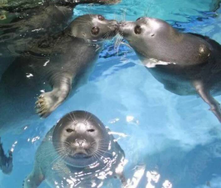 Подборка прикольных картинок 123456789101112131415161718192021222324252627282930313233343536373839404142434445464748495051525354555657585960616263646566676869707172737475767778798081828384858687888990919293949596979899100101102103104105106Запись, Подборка, прикольных, картинок, впервые, появилась, Zefirka