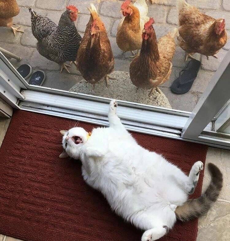 Подборка прикольных картинок 123456789101112131415161718192021222324252627282930313233343536373839404142434445464748495051525354555657585960616263646566676869707172737475767778798081828384858687888990919293949596979899100101102103104105106Запись, Подборка, прикольных, картинок, впервые, появилась, Zefirka