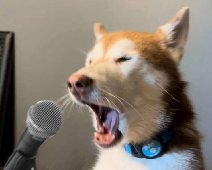 Подборка прикольных картинок 123456789101112131415161718192021222324252627282930313233343536373839404142434445464748495051525354555657585960616263646566676869707172737475767778798081828384858687888990919293949596979899100101102103104105106Запись, Подборка, прикольных, картинок, впервые, появилась, Zefirka