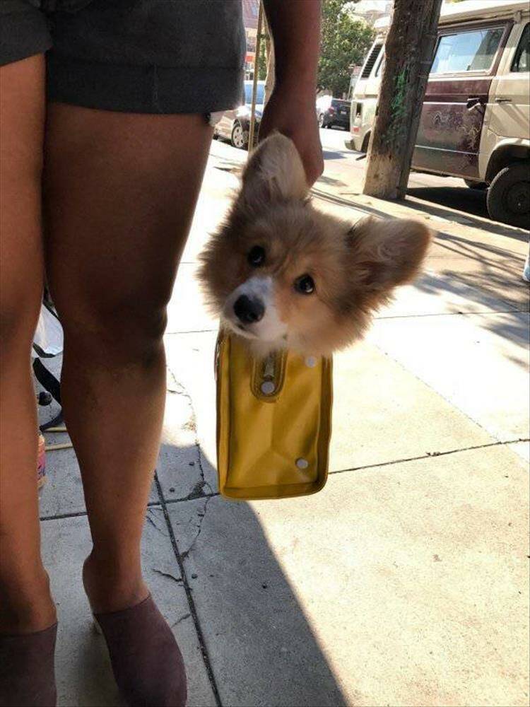 Подборка прикольных картинок 123456789101112131415161718192021222324252627282930313233343536373839404142434445464748495051525354555657585960616263646566676869707172737475767778798081828384858687888990919293949596979899100101102103104105106Запись, Подборка, прикольных, картинок, впервые, появилась, Zefirka