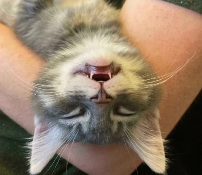 Мощные челюсти с клыками у котиков, которые чем-то похожи на вампиров только, милых, Мощные, челюсти, клыками, Мурмякула, чьято, прольётся, 16Сейчас, чудовище, 15Прелестное, бежать, 14Вам, чтото, 13Граф, полудрёме, кровь, каждым, будет, 11Так