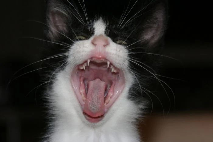 Мощные челюсти с клыками у котиков, которые чем-то похожи на вампиров только, милых, Мощные, челюсти, клыками, Мурмякула, чьято, прольётся, 16Сейчас, чудовище, 15Прелестное, бежать, 14Вам, чтото, 13Граф, полудрёме, кровь, каждым, будет, 11Так