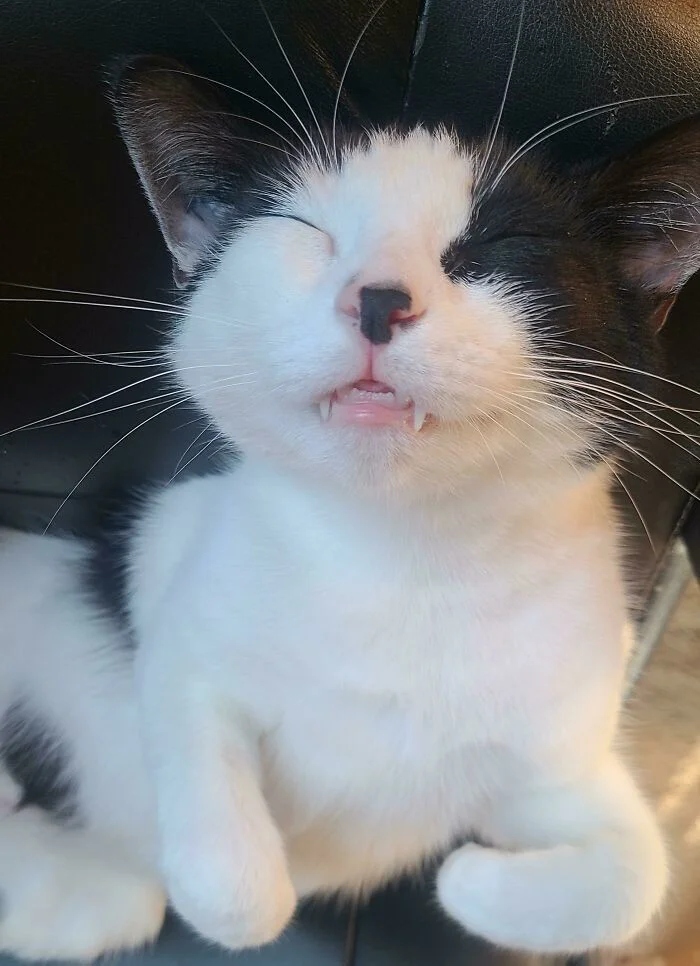 Мощные челюсти с клыками у котиков, которые чем-то похожи на вампиров только, милых, Мощные, челюсти, клыками, Мурмякула, чьято, прольётся, 16Сейчас, чудовище, 15Прелестное, бежать, 14Вам, чтото, 13Граф, полудрёме, кровь, каждым, будет, 11Так