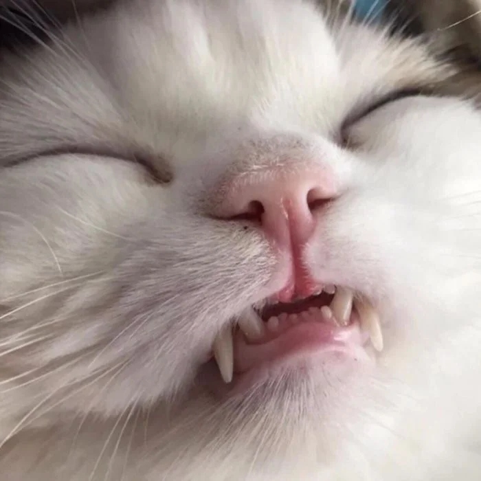 Мощные челюсти с клыками у котиков, которые чем-то похожи на вампиров только, милых, Мощные, челюсти, клыками, Мурмякула, чьято, прольётся, 16Сейчас, чудовище, 15Прелестное, бежать, 14Вам, чтото, 13Граф, полудрёме, кровь, каждым, будет, 11Так