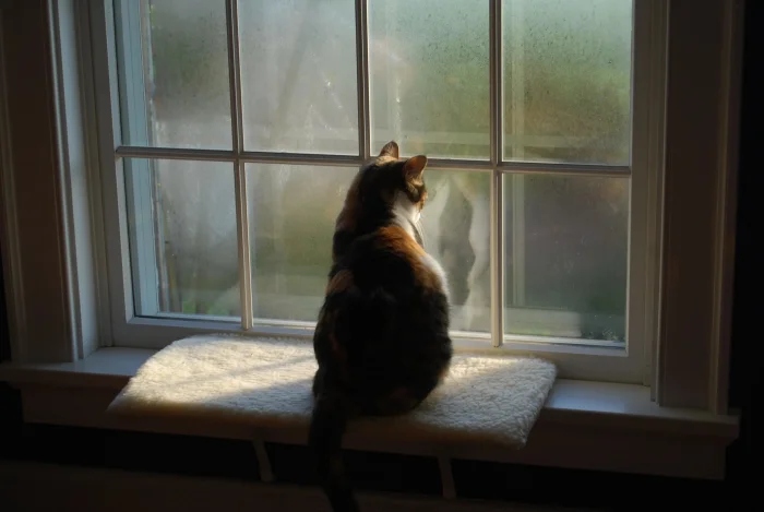 Для этих котиков окно — это портал в другую Вселенную Для этих котиков окно — это портал в другую Вселенную могут, выходящее, 9Время, 13Так, комфорта, 12Ценитель, грустинка, 11Лёгкая, сумерки, 10Почти, тишины, грустно, дружба, грустить, 8Вдвоём, нужен, кожаными, настроение, 6Фиалковое, поглажка