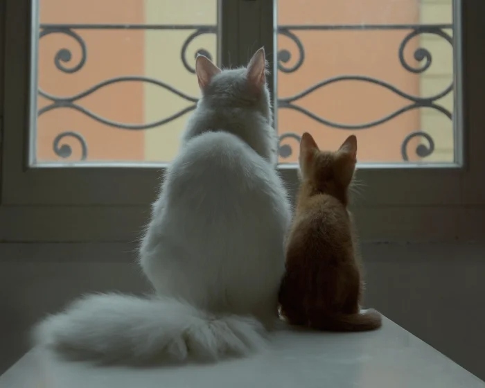 Для этих котиков окно — это портал в другую Вселенную Для этих котиков окно — это портал в другую Вселенную могут, выходящее, 9Время, 13Так, комфорта, 12Ценитель, грустинка, 11Лёгкая, сумерки, 10Почти, тишины, грустно, дружба, грустить, 8Вдвоём, нужен, кожаными, настроение, 6Фиалковое, поглажка