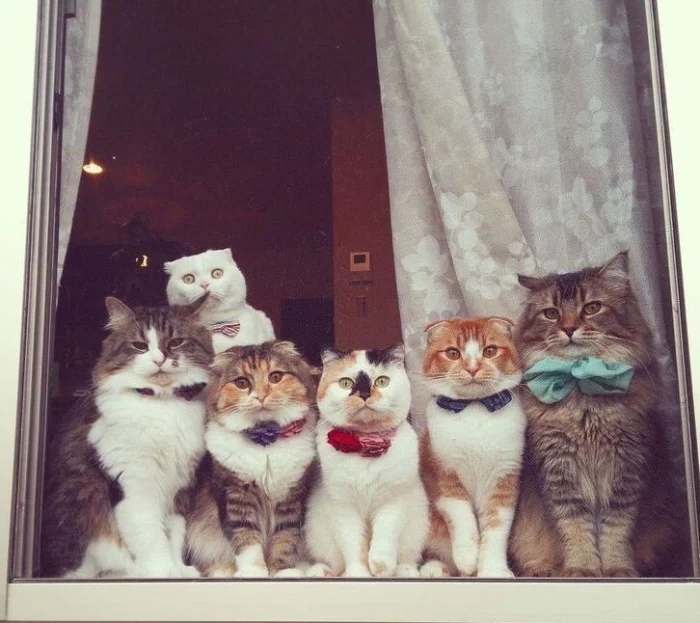 Для этих котиков окно — это портал в другую Вселенную Для этих котиков окно — это портал в другую Вселенную могут, выходящее, 9Время, 13Так, комфорта, 12Ценитель, грустинка, 11Лёгкая, сумерки, 10Почти, тишины, грустно, дружба, грустить, 8Вдвоём, нужен, кожаными, настроение, 6Фиалковое, поглажка