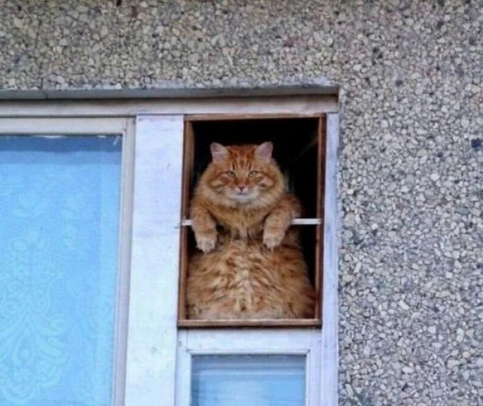 Для этих котиков окно — это портал в другую Вселенную Для этих котиков окно — это портал в другую Вселенную могут, выходящее, 9Время, 13Так, комфорта, 12Ценитель, грустинка, 11Лёгкая, сумерки, 10Почти, тишины, грустно, дружба, грустить, 8Вдвоём, нужен, кожаными, настроение, 6Фиалковое, поглажка