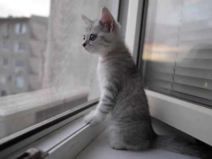 Для этих котиков окно — это портал в другую Вселенную Для этих котиков окно — это портал в другую Вселенную могут, выходящее, 9Время, 13Так, комфорта, 12Ценитель, грустинка, 11Лёгкая, сумерки, 10Почти, тишины, грустно, дружба, грустить, 8Вдвоём, нужен, кожаными, настроение, 6Фиалковое, поглажка