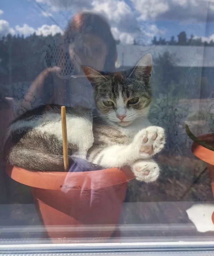 Для этих котиков окно — это портал в другую Вселенную Для этих котиков окно — это портал в другую Вселенную могут, выходящее, 9Время, 13Так, комфорта, 12Ценитель, грустинка, 11Лёгкая, сумерки, 10Почти, тишины, грустно, дружба, грустить, 8Вдвоём, нужен, кожаными, настроение, 6Фиалковое, поглажка