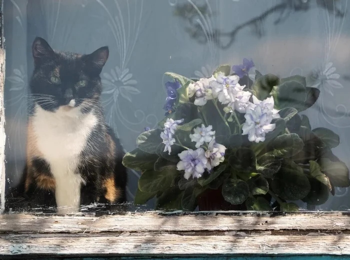 Для этих котиков окно — это портал в другую Вселенную Для этих котиков окно — это портал в другую Вселенную могут, выходящее, 9Время, 13Так, комфорта, 12Ценитель, грустинка, 11Лёгкая, сумерки, 10Почти, тишины, грустно, дружба, грустить, 8Вдвоём, нужен, кожаными, настроение, 6Фиалковое, поглажка