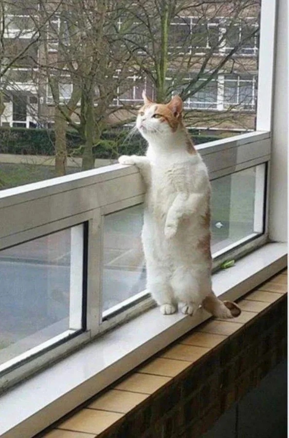 Для этих котиков окно — это портал в другую Вселенную Для этих котиков окно — это портал в другую Вселенную могут, выходящее, 9Время, 13Так, комфорта, 12Ценитель, грустинка, 11Лёгкая, сумерки, 10Почти, тишины, грустно, дружба, грустить, 8Вдвоём, нужен, кожаными, настроение, 6Фиалковое, поглажка