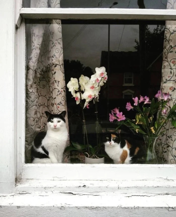 Для этих котиков окно — это портал в другую Вселенную Для этих котиков окно — это портал в другую Вселенную могут, выходящее, 9Время, 13Так, комфорта, 12Ценитель, грустинка, 11Лёгкая, сумерки, 10Почти, тишины, грустно, дружба, грустить, 8Вдвоём, нужен, кожаными, настроение, 6Фиалковое, поглажка