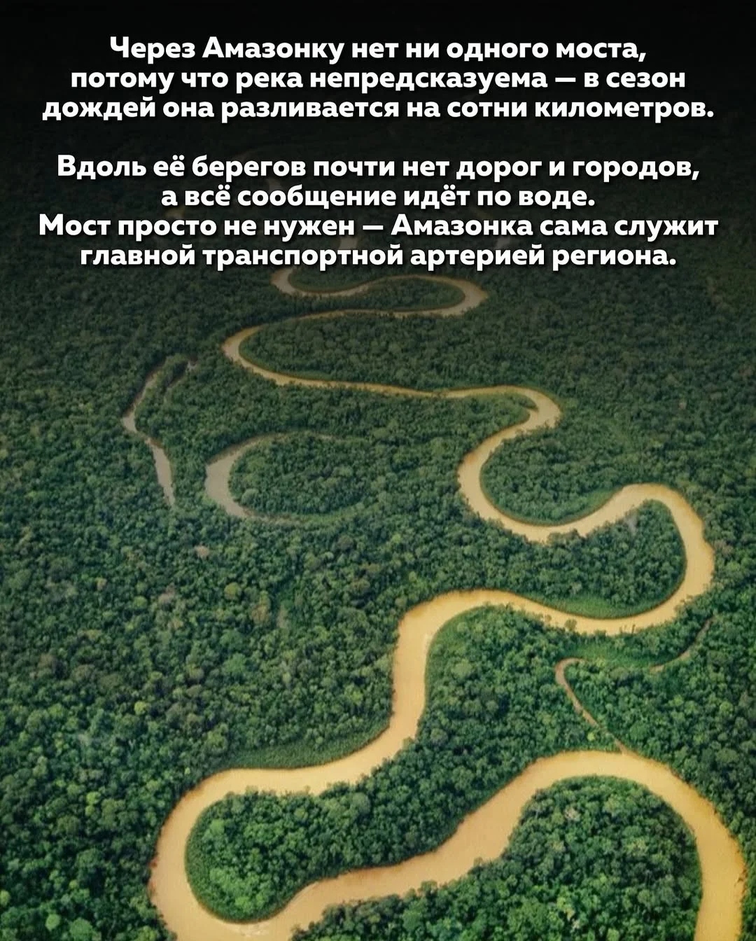 Затопленный тропический лес