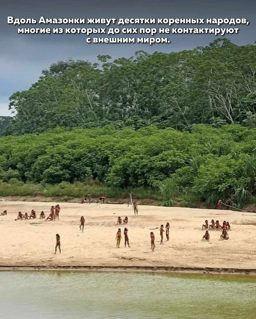 Разнообразные животные Амазонии