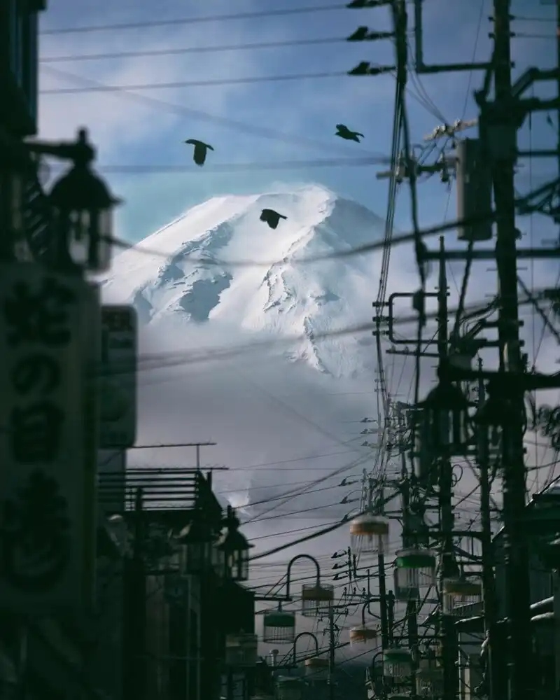 Цветущее поле лаванды