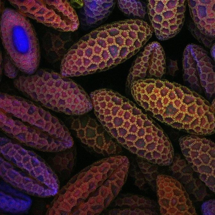 Споры лилии под микроскопом