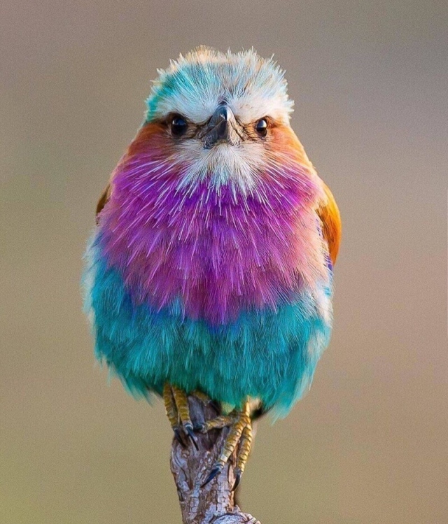 Сиреневая сизоворонка