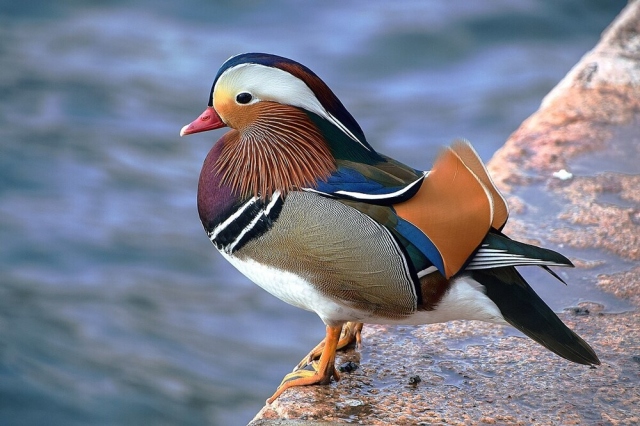 Утка мандаринка