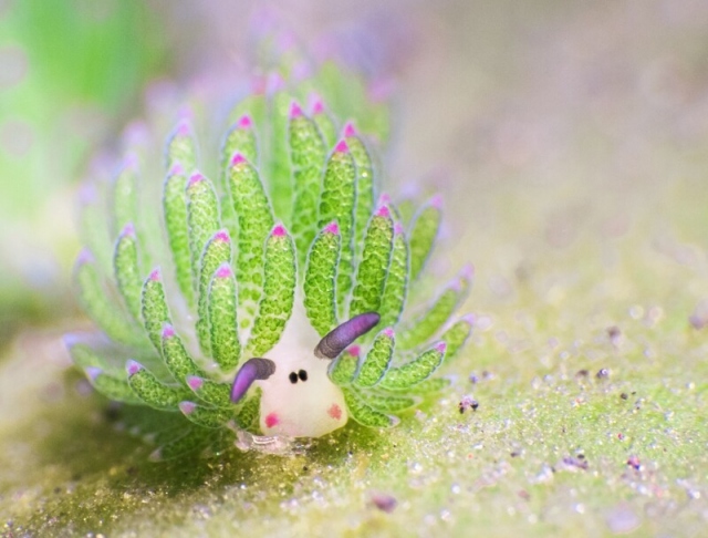 Овечий лист - морской слизень