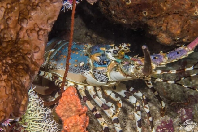 Тропический каменный омар