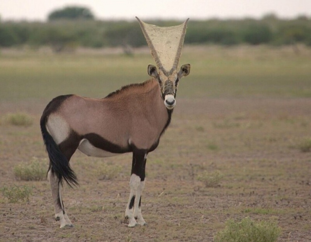 Антилопа орикс с паутиной