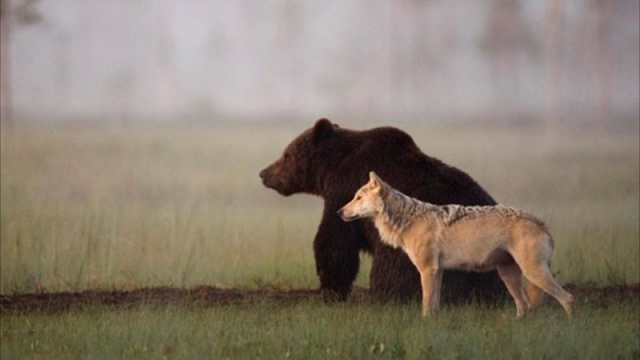Медведь и волчица