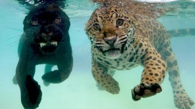 Заплыв ягуаров