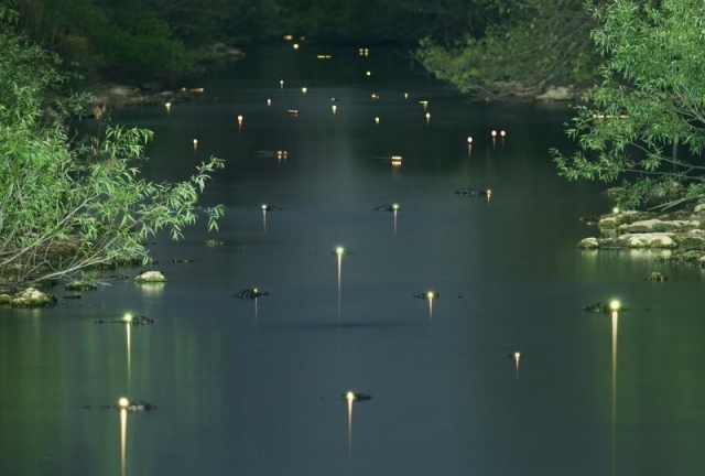 Глаза аллигаторов в воде