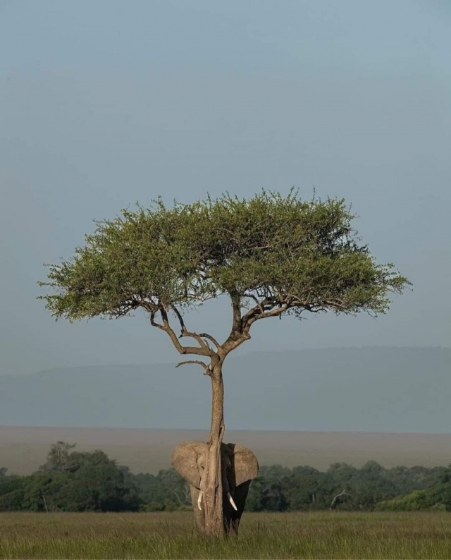 Слон прячется