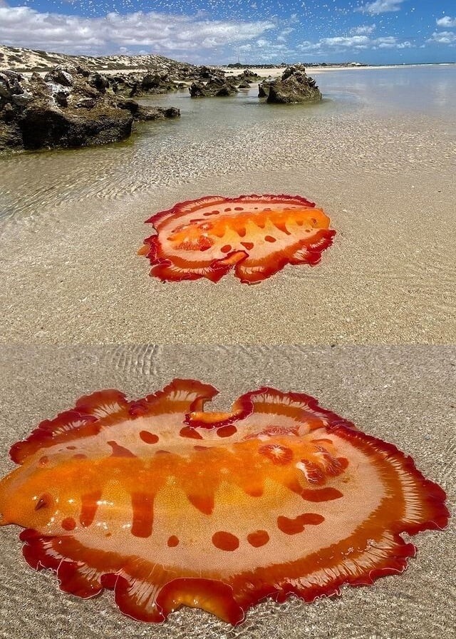 Испанская танцовщица