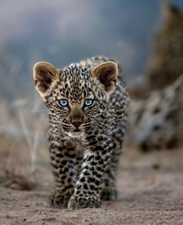 Детёныш леопарда