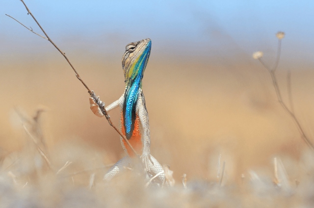 Агама-ситана