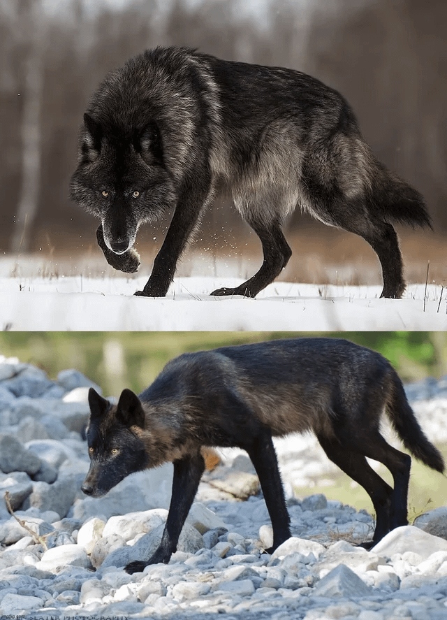 Шерсть волка