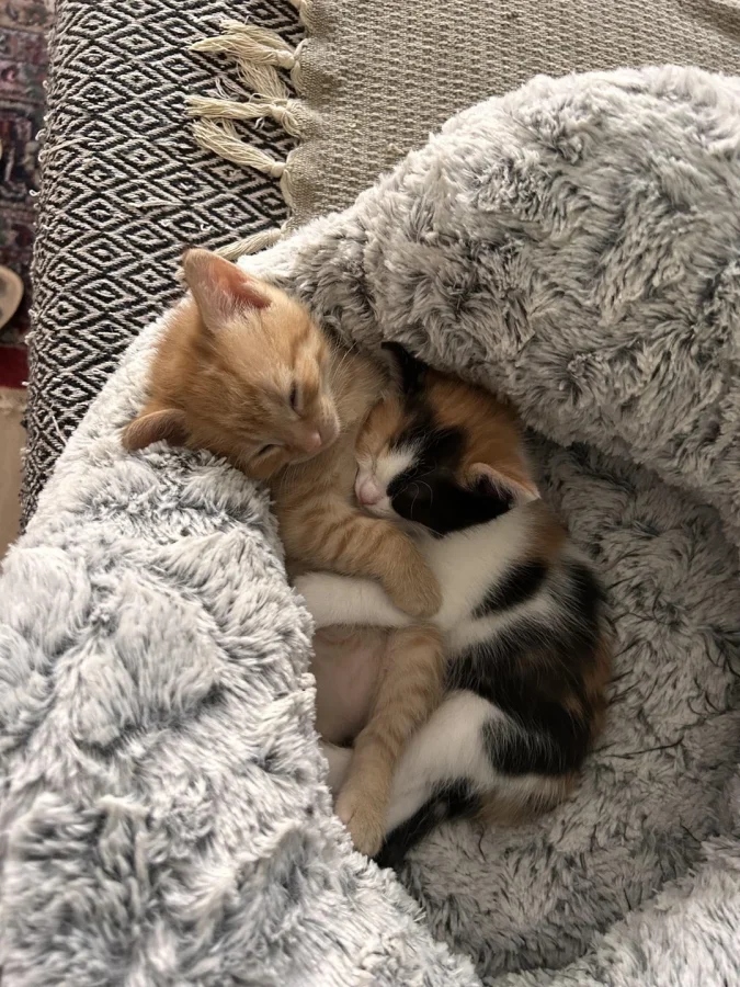 Два кота вместе