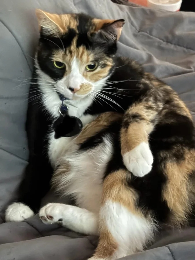 Кот в задумчивости