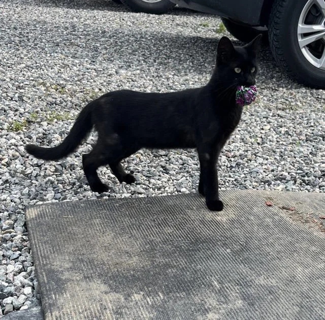 Кот охотится