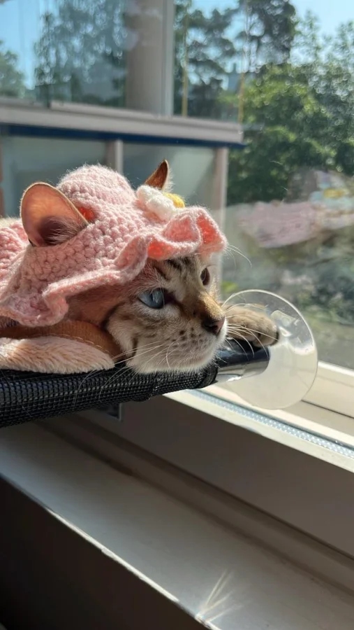 Кот смотрит в окно