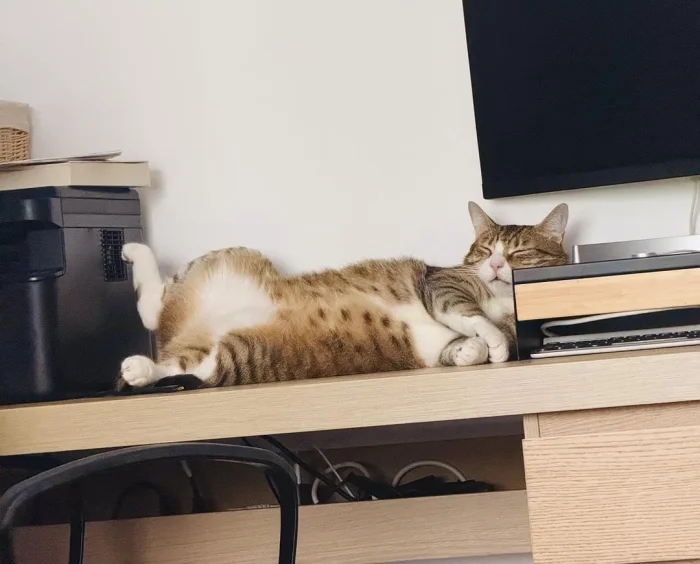 Кот в медитации