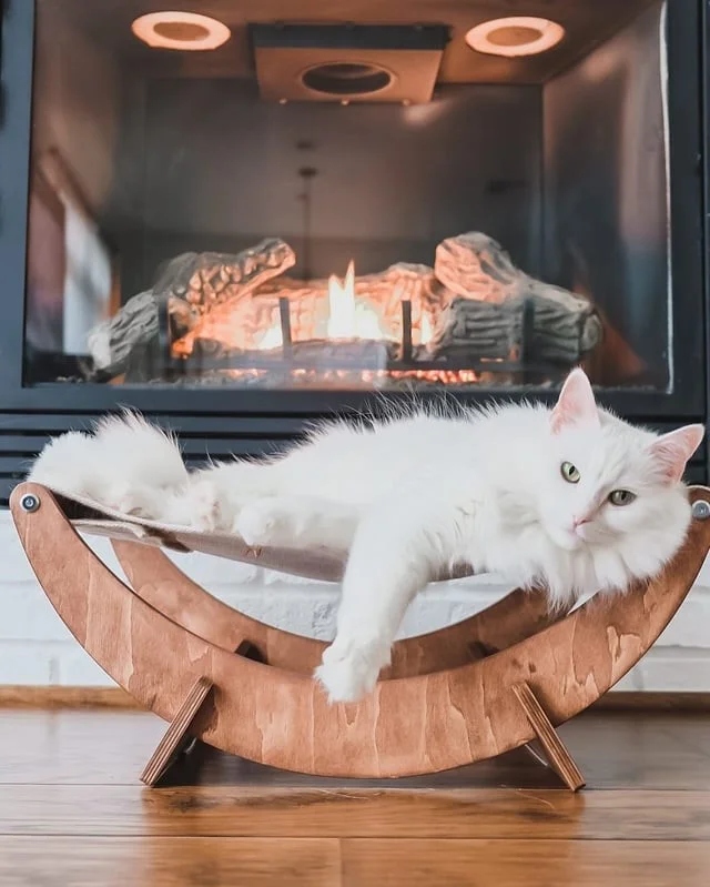 Кот позирует