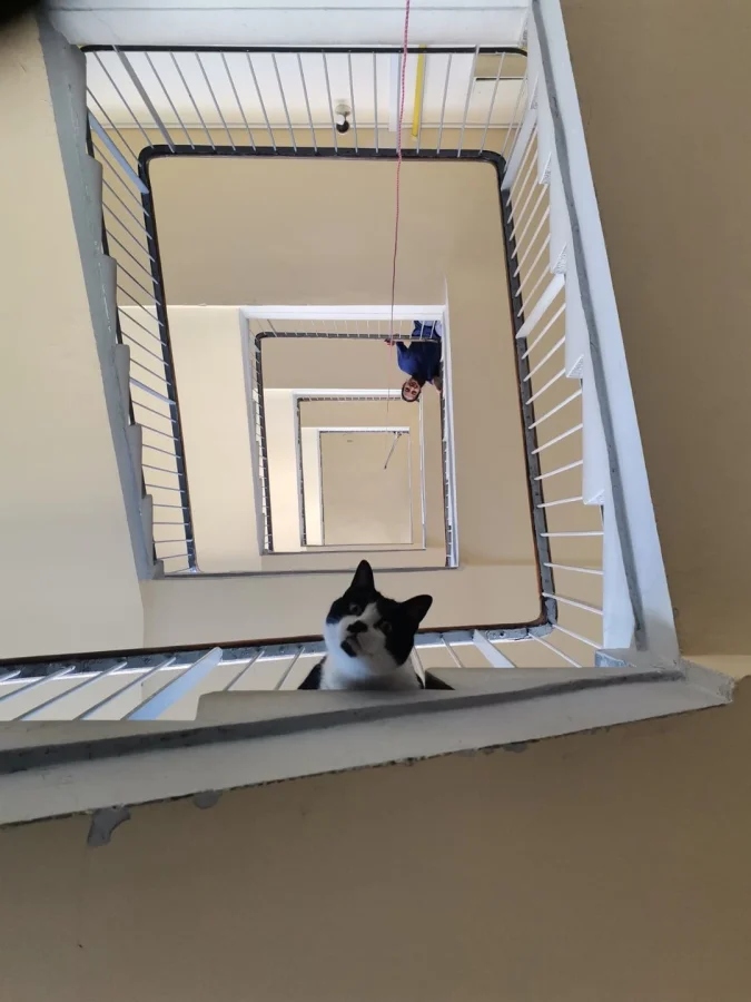 Кот и собака