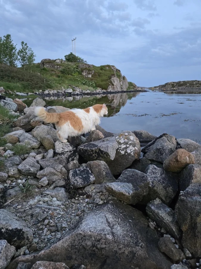 Кот на дереве