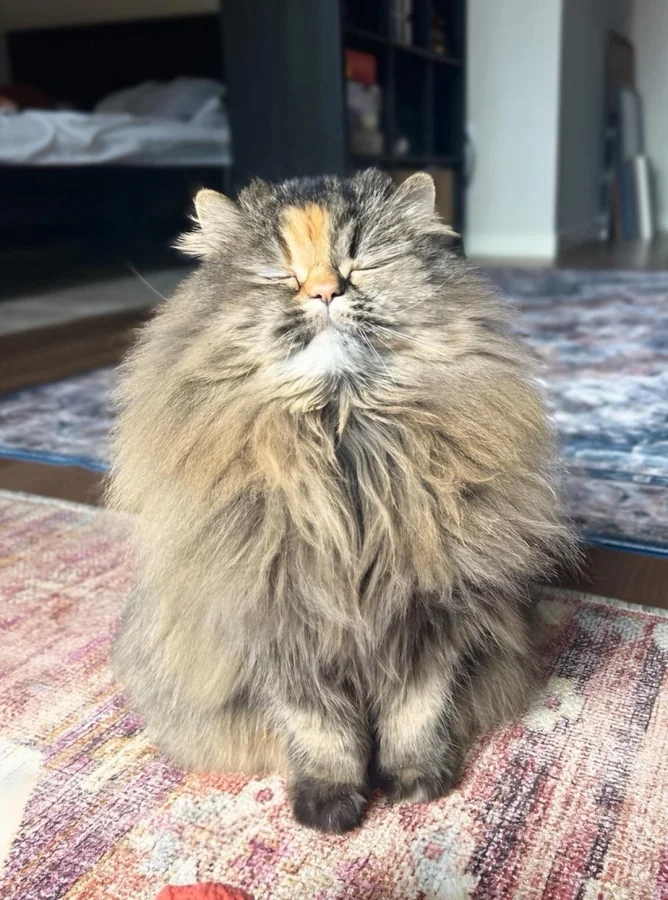 Улыбающийся кот