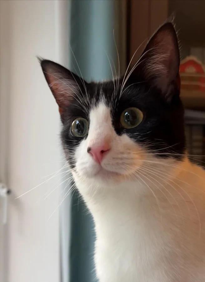 Кот удивлен