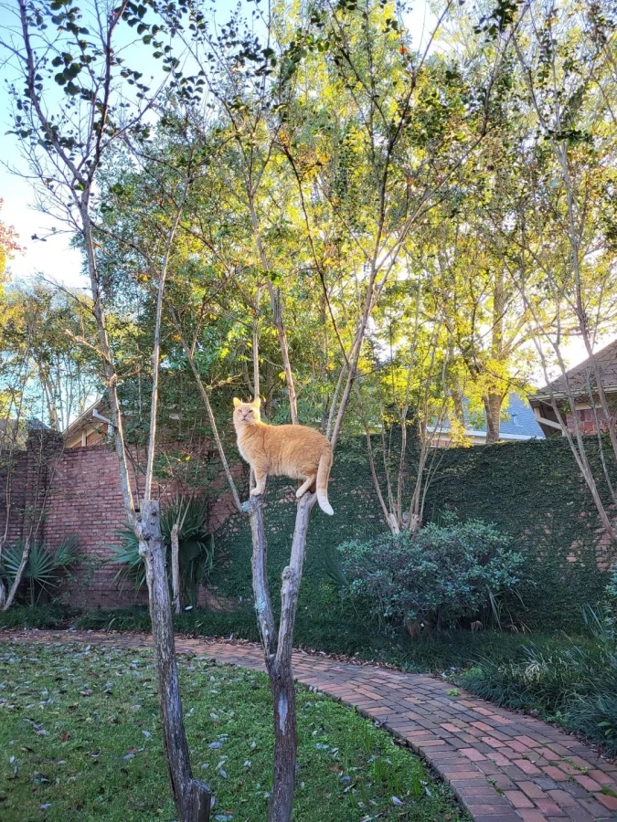 Кот на заборе