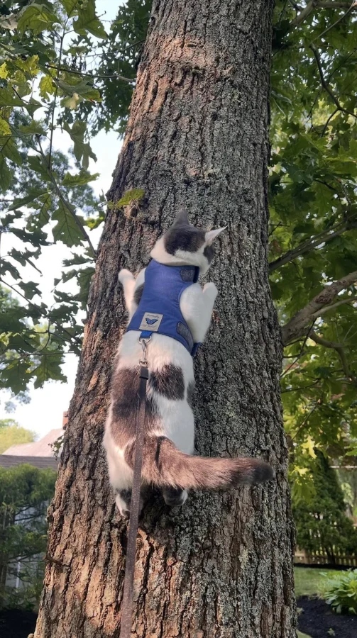 Кот на турнике