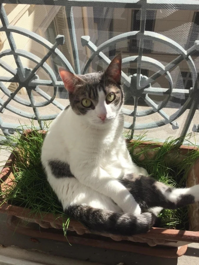 Кот в странной позе