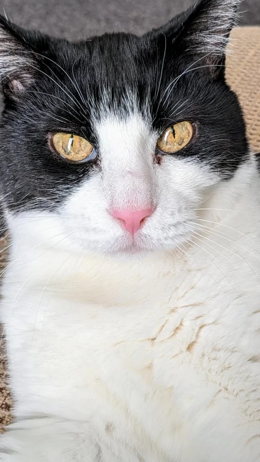 Кот с гипнотическим взглядом